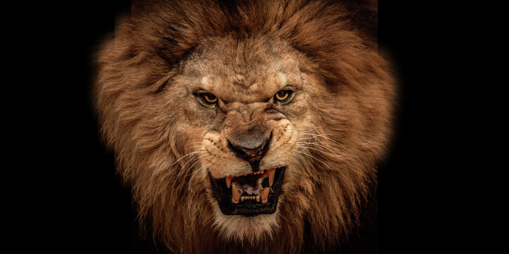 Its good to be king