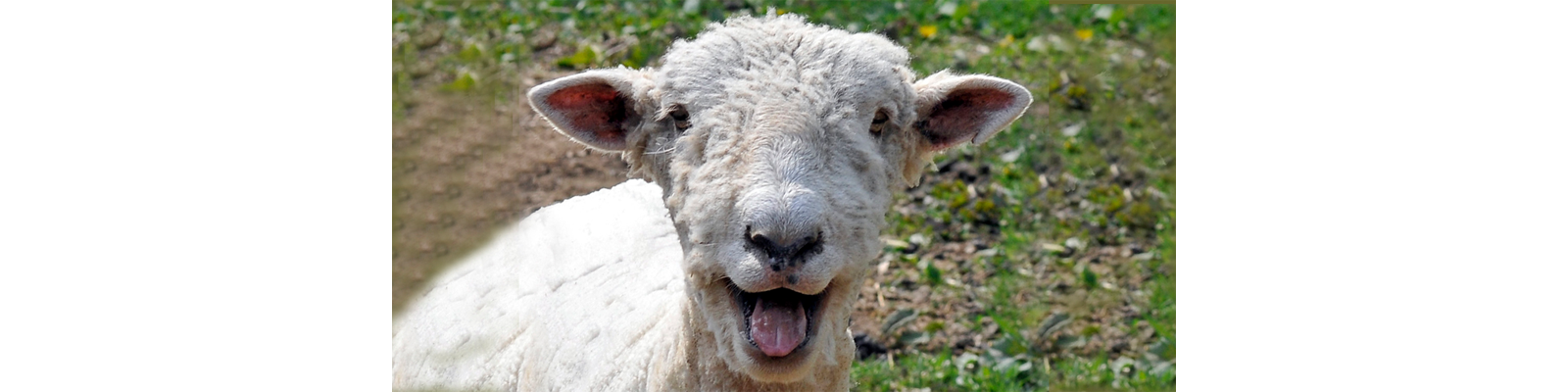Smiling Sheep