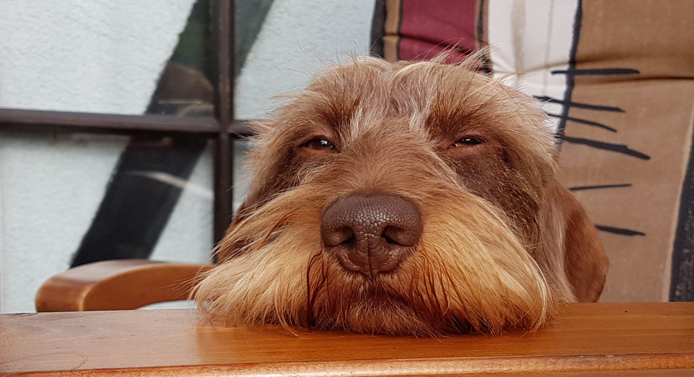Spinone-Sensibilities