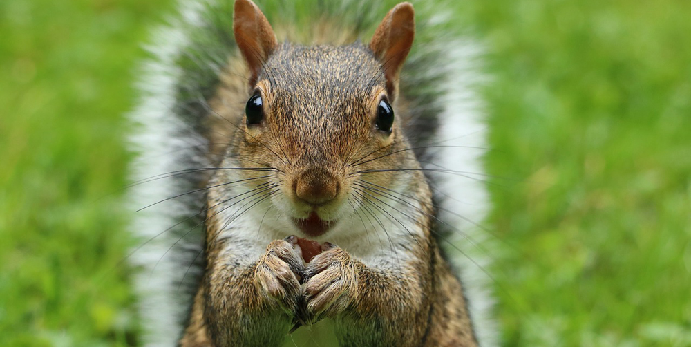 Squirrel_1000x502